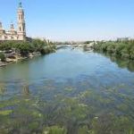 Tratamiento para frenar la mosca negra en la Ribera del Ebro